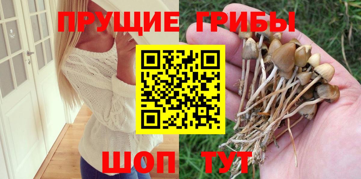 закладка  Вход с VPN  Электрогорск  Псилоцибиновые грибы GOLDEN TEACHER 